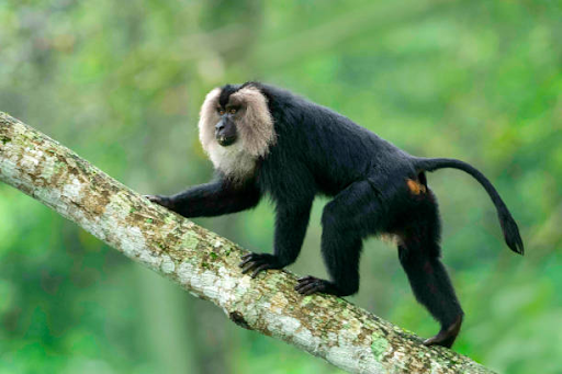 Mathikettan Shola National Park Landscape